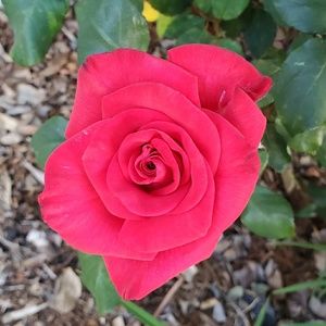 Meet your Posher, Ladybee143